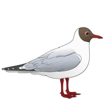 Black-headed Gull artwork