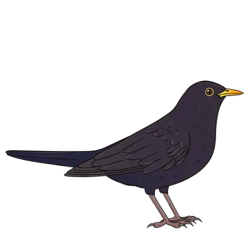 Blackbird artwork