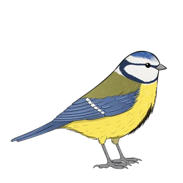Blue Tit artwork