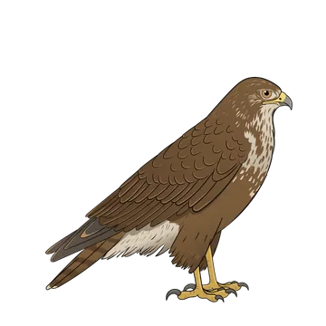 Buzzard artwork