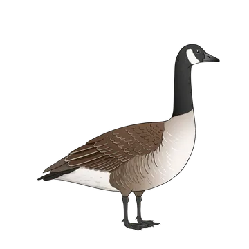 Canada Goose artwork