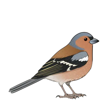 Chaffinch artwork