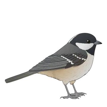 Coal Tit artwork