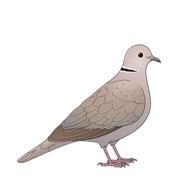 Collared Dove artwork