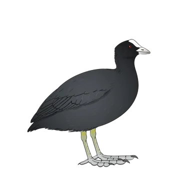 Coot artwork