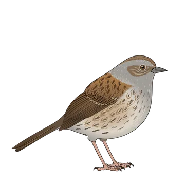 Dunnock artwork