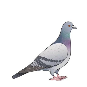 Feral Pigeon artwork