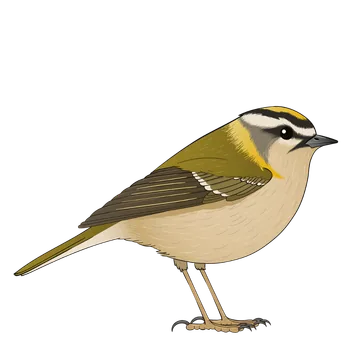 Firecrest artwork