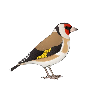 Goldfinch artwork