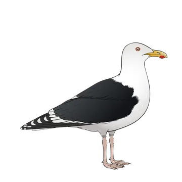 Great Black-backed Gull artwork