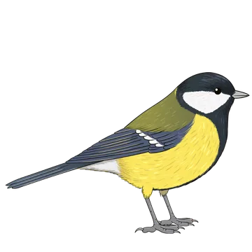 Great Tit artwork