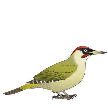 Green Woodpecker artwork