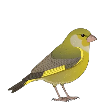 Greenfinch artwork
