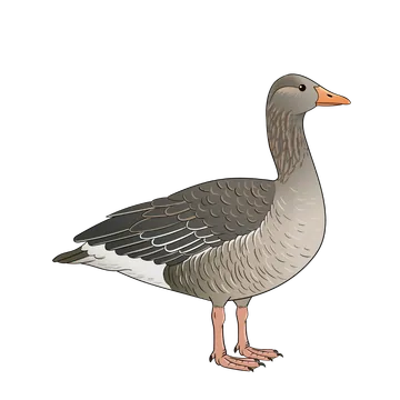Greylag Goose artwork