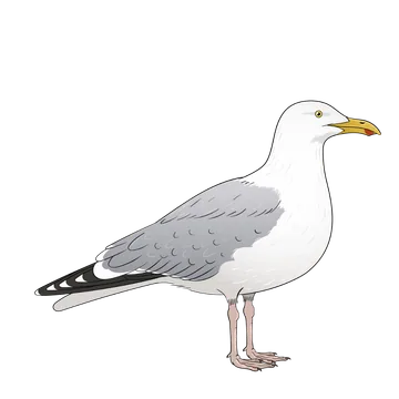 Herring Gull artwork