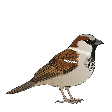 House Sparrow artwork