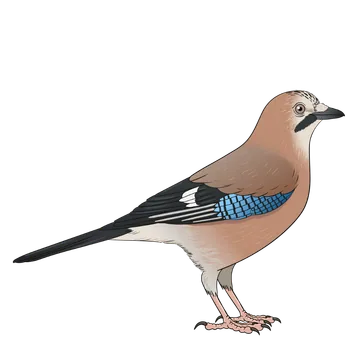 Jay artwork