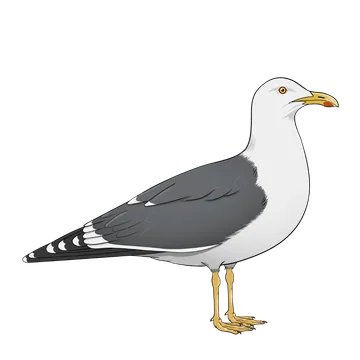 Lesser Black-backed Gull artwork