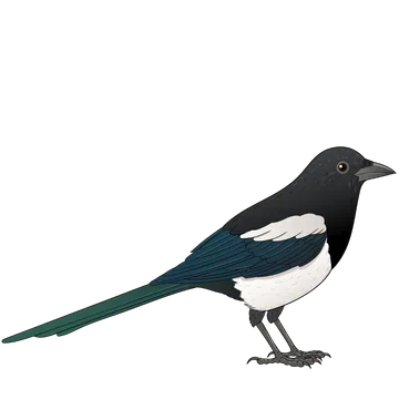 Magpie artwork