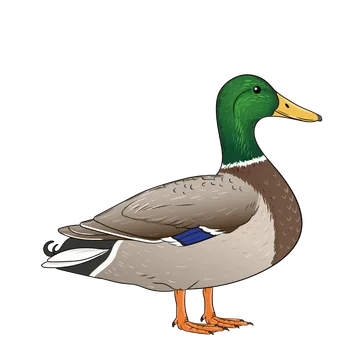 Mallard artwork