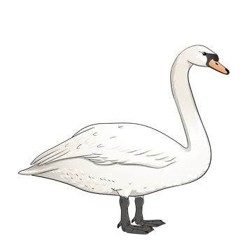 Mute Swan artwork