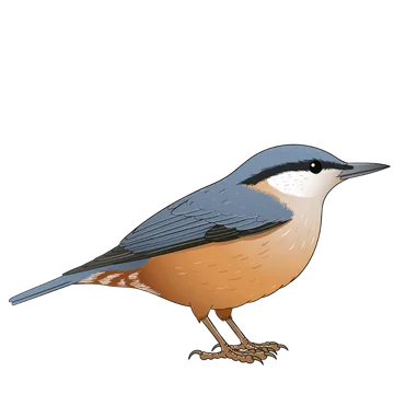 Nuthatch artwork