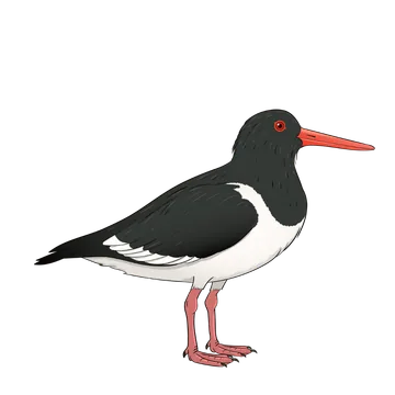 Oystercatcher artwork