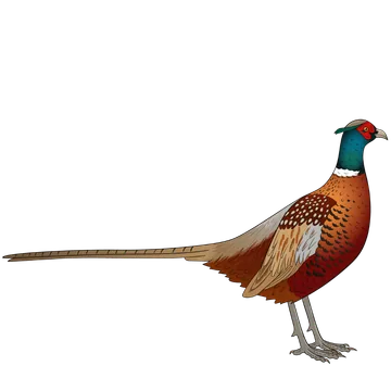 Pheasant artwork