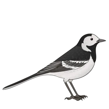 Pied Wagtail artwork