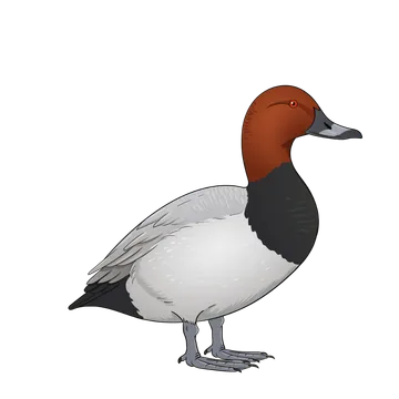 Pochard artwork