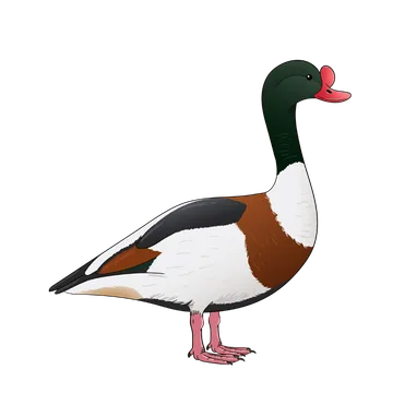 Shelduck artwork