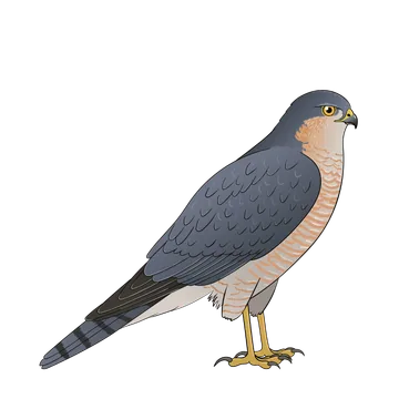 Sparrowhawk artwork