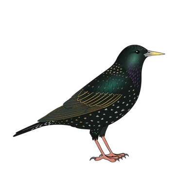 Starling artwork