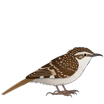 Treecreeper artwork