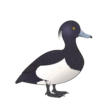 Tufted Duck artwork