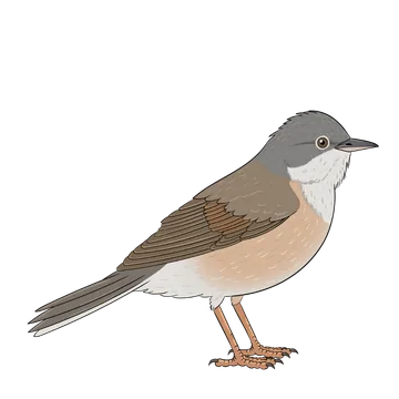 Whitethroat artwork