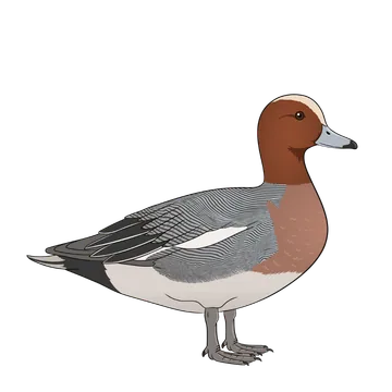 Wigeon artwork