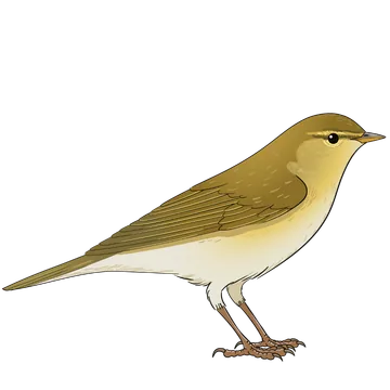 Willow Warbler artwork