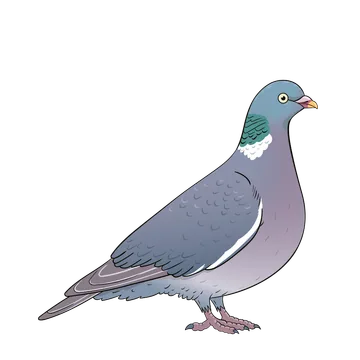 Wood Pigeon artwork