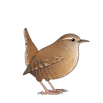 Wren artwork