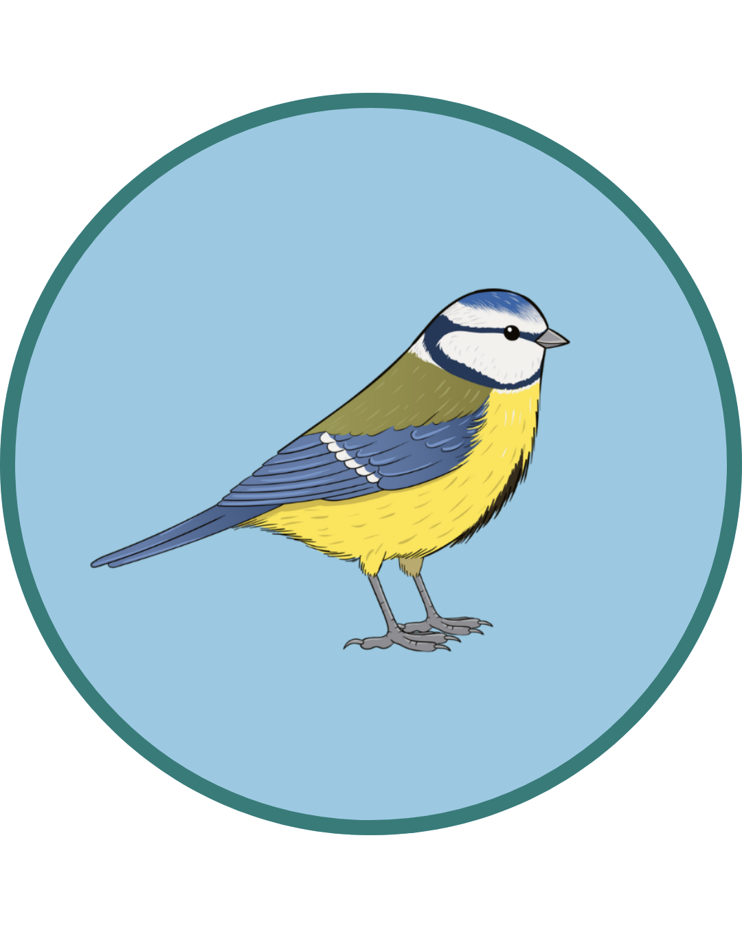 Blue tit sighting