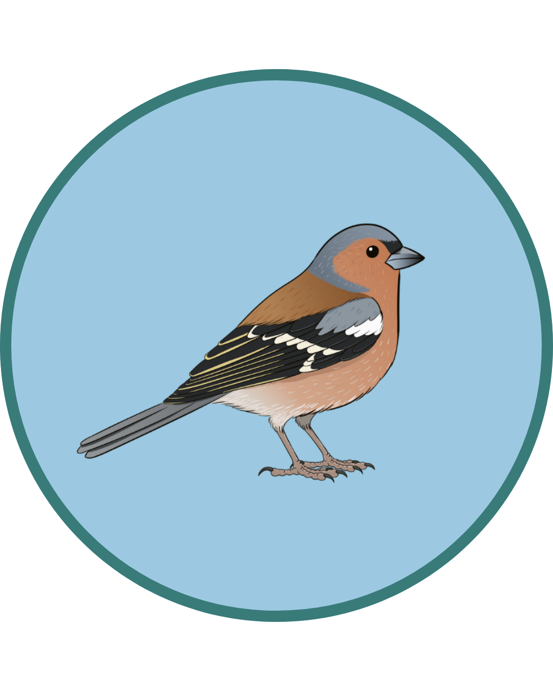 Chaffinch sighting
