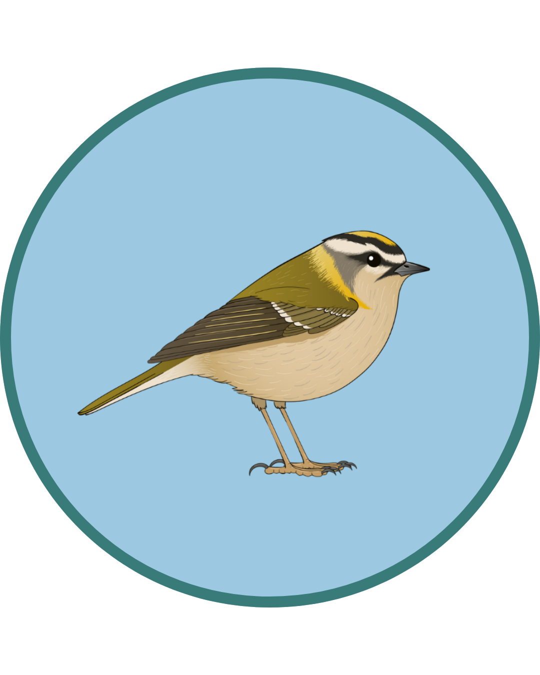 Firecrest sighting