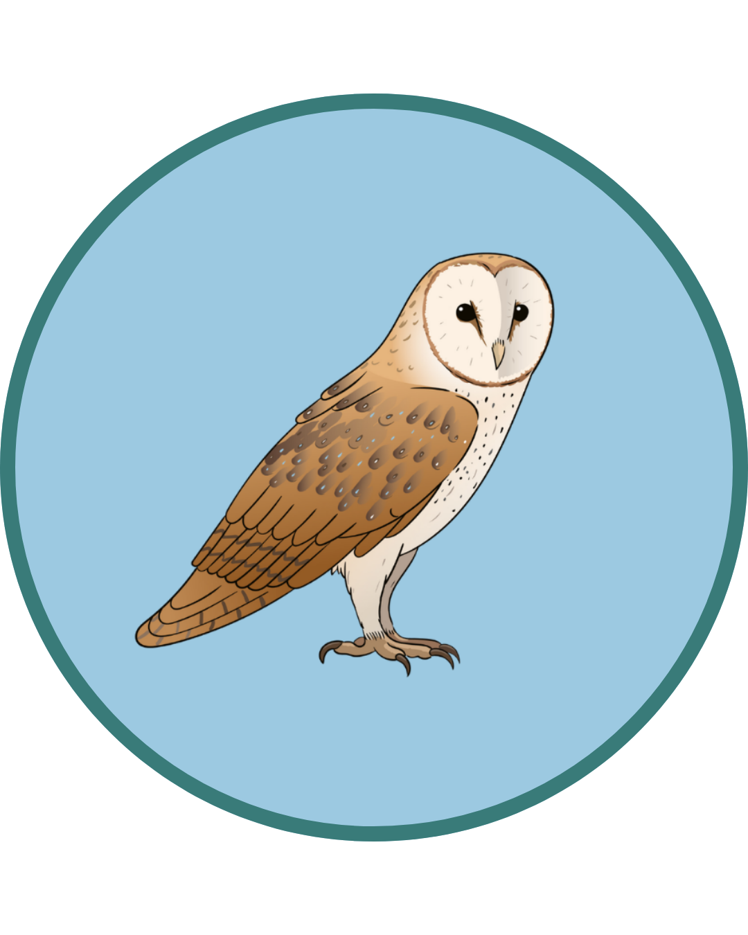 Barn owl sighting