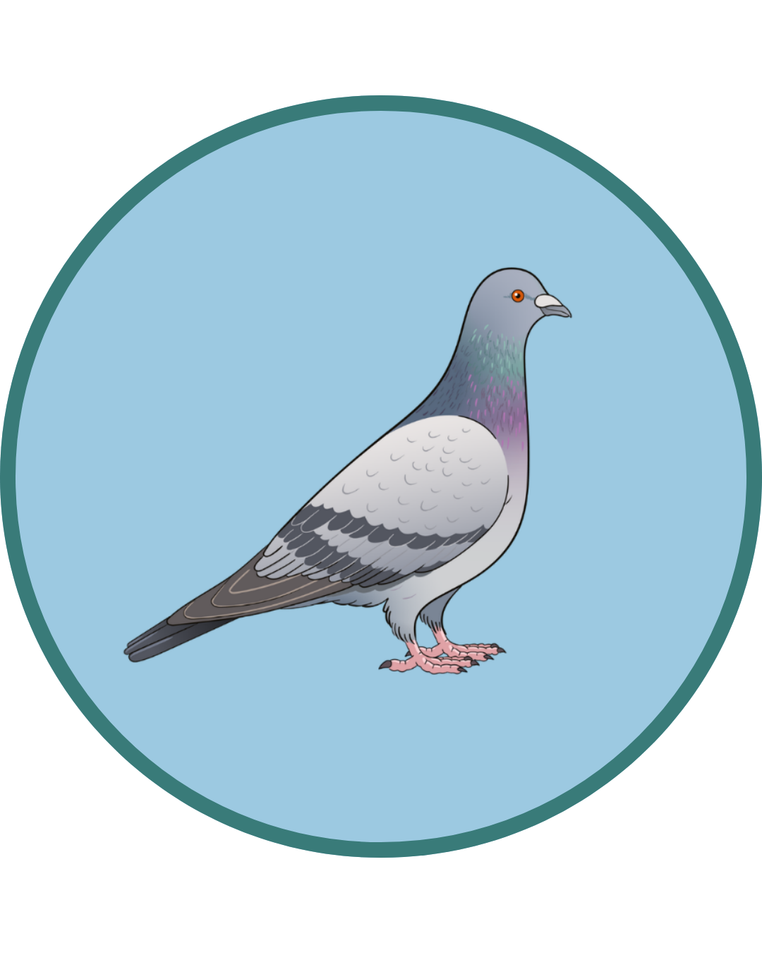 Pigeon sighting